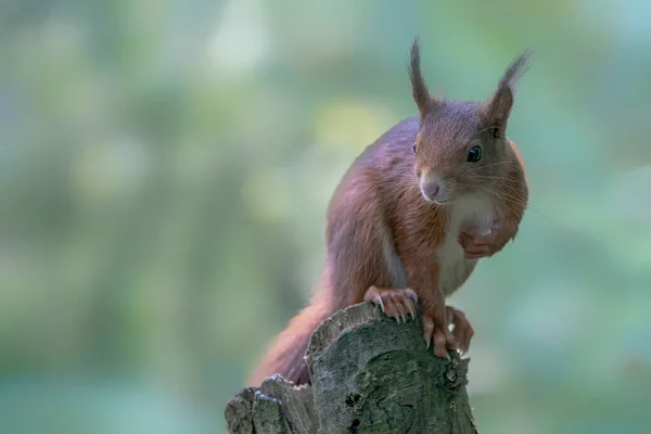 Piękna Młodociana Czerwona Wiewiórka Sciurus Vulgaris Lesie Noord Brabant Holandii — Zdjęcie stockowe