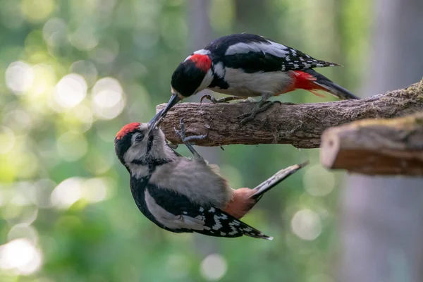 Mãe Criança Grande Pica Pau Manchado Dendrocopos Major Ramo Floresta — Fotografia de Stock