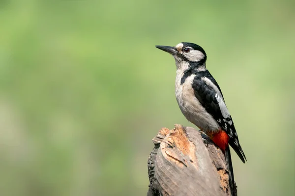 Grande Pica Pau Manchado Dendrocopos Major Uma Árvore Floresta Noord — Fotografia de Stock