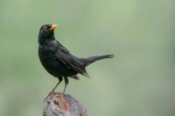 Blackbird Turdus Merula Forest Overijssel Netherlands — Foto de Stock