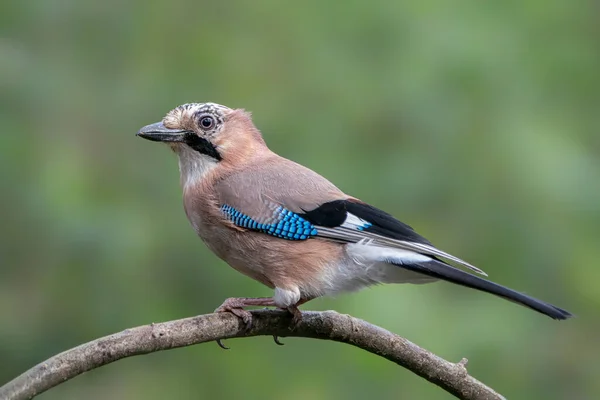 Eurasiano Jay Garrulus Glandarius Ramo Floresta Overijssel Holanda Espaço Cópia — Fotografia de Stock