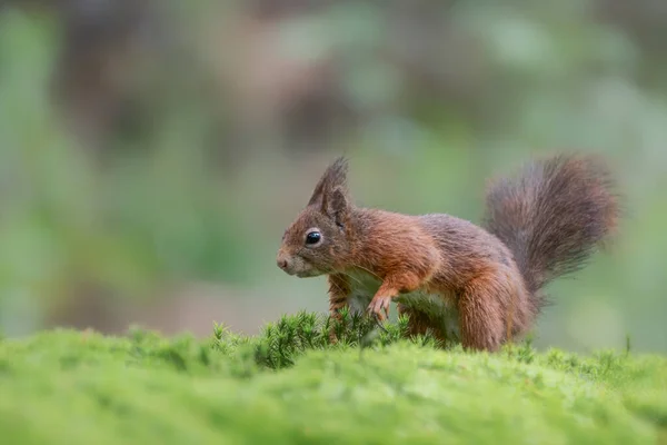 Schönes Junges Rotes Eichhörnchenbaby Sciurus Vulgaris Wald Von Noord Brabant — Stockfoto