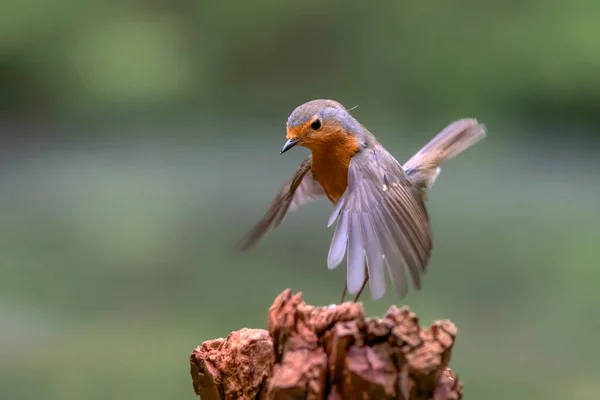 Europejski Robin Erithacus Rubecula Lesie Noord Brabant Holandii — Zdjęcie stockowe