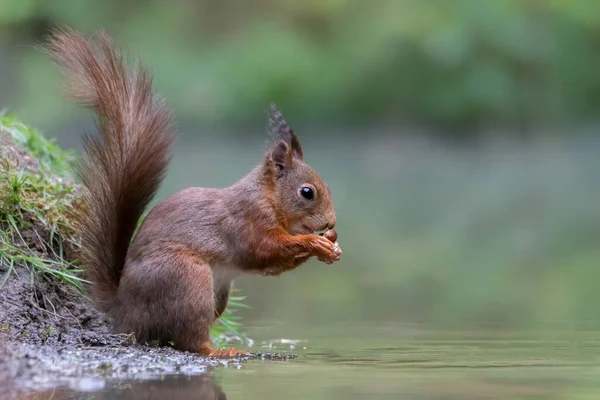 Piękna Młodociana Czerwona Wiewiórka Sciurus Vulgaris Lesie Noord Brabant Holandii — Zdjęcie stockowe