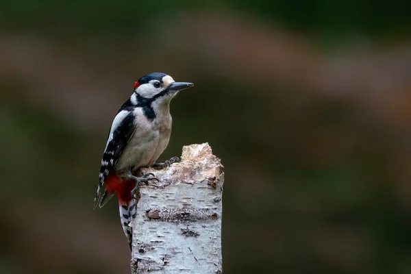 Grande Pica Pau Manchado Dendrocopos Major Uma Árvore Floresta Noord — Fotografia de Stock