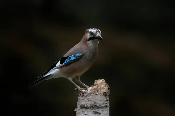 Eurasiano Jay Garrulus Glandarius Ramo Floresta Overijssel Holanda Espaço Cópia — Fotografia de Stock