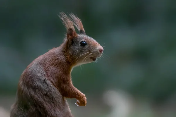 Gyönyörű Fiatal Vörös Mókus Sciurus Vulgaris Hollandiai Noord Brabant Erdejében — Stock Fotó