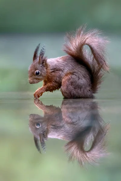 Esquilo Vermelho Bebê Juvenil Bonito Sciurus Vulgaris Floresta Noord Brabant — Fotografia de Stock