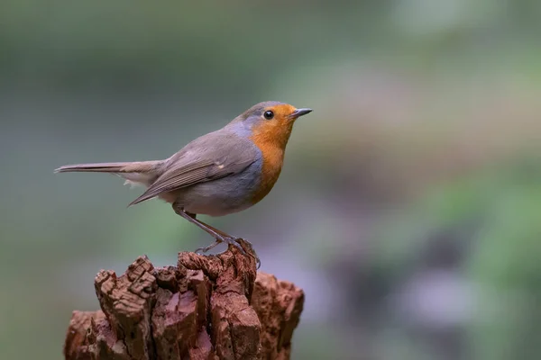 Ευρωπαϊκός Ρομπέν Erithacus Rubecula Στο Δάσος Noord Brabant Στις Κάτω — Φωτογραφία Αρχείου