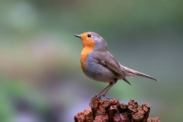 Rotkehlchen Erithacus Rubecula Wald Von Noord Brabant Den Niederlanden — Stockfoto