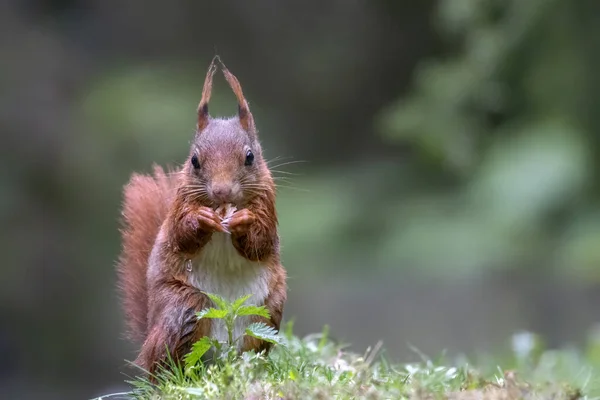 Esquilo Vermelho Bebê Juvenil Bonito Sciurus Vulgaris Floresta Noord Brabant — Fotografia de Stock