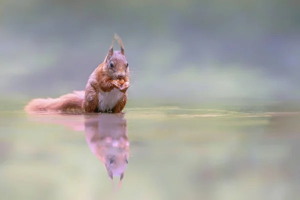 Piękna Młodociana Czerwona Wiewiórka Sciurus Vulgaris Lesie Noord Brabant Holandii — Zdjęcie stockowe