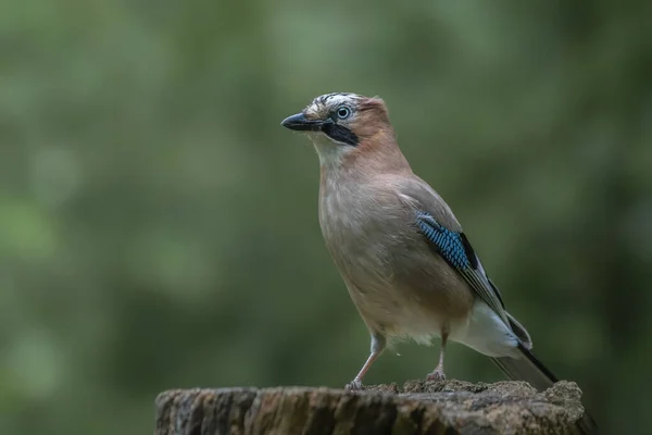 Eurasiano Jay Garrulus Glandarius Ramo Floresta Overijssel Holanda Espaço Cópia — Fotografia de Stock