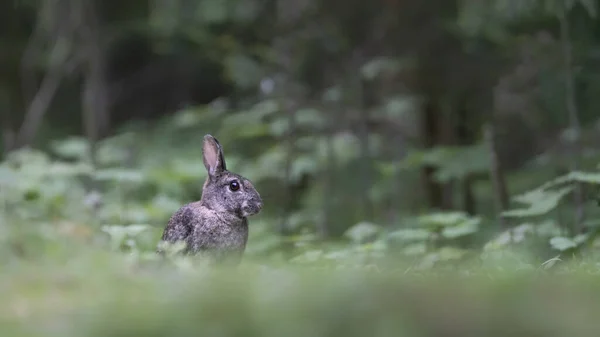 オランダのノード ブラバント州 ドゥルネンの森に座っているヨーロッパのウサギ Oryctolagus Cunichuus のクローズアップ — ストック写真