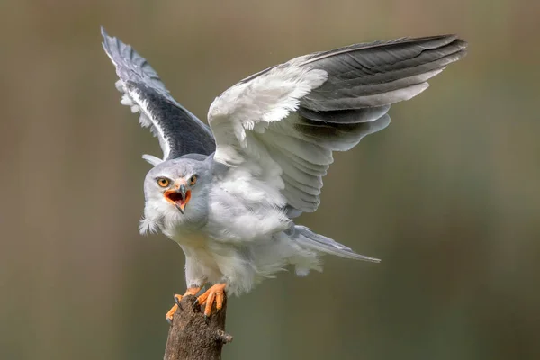 Pipa Asa Preta Elanus Caeruleus Ramo Fundo Verde Noord Brabant — Fotografia de Stock