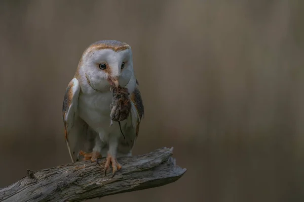 Bellissimo Barbagianni Tyto Alba Con Una Preda Seduta Ramo Bokeh — Foto Stock