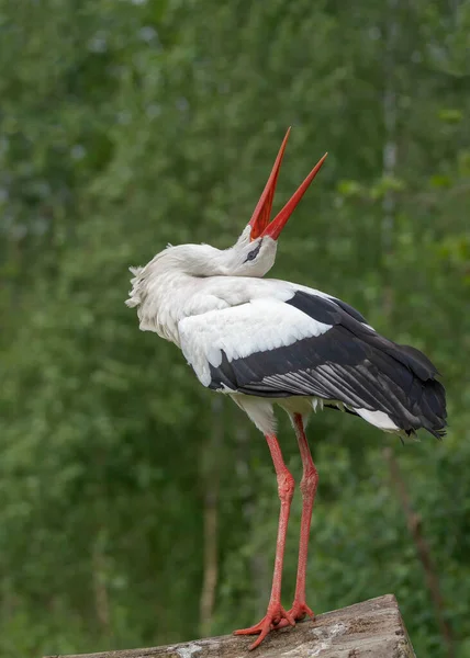 Flapping White Stork Ciconia Ciconia Trunk Noord Brabant Netherlands Europe — Stock Photo, Image