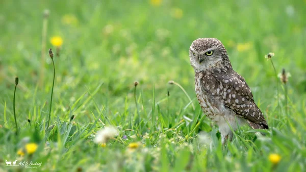 Burrowing Owl Athene Cunicularia Grass Noord Brabant Los Países Bajos —  Fotos de Stock