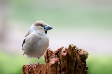 Hollanda 'daki Noord Brabant ormanında güzel dişi ispinozlar (Coccothraustes coccothraustes).