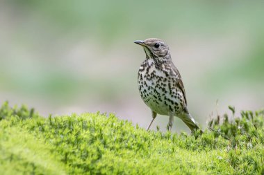 Hollanda Ormanı 'nda Song Thrush (Turdus philomelos). Boşluğu kopyala.