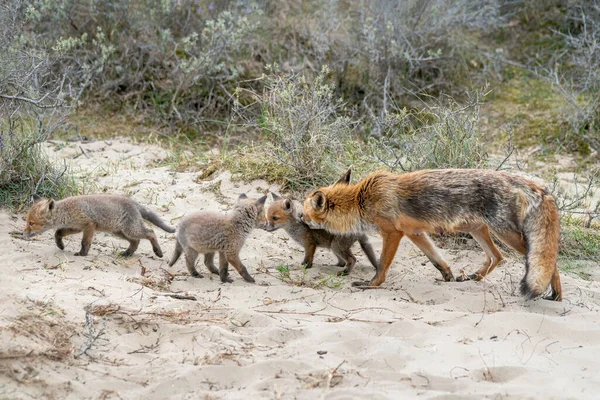 Lisica Czerwona Vulpes Vulpes Matka Jej Nowonarodzone Młode Lisy Naturze — Zdjęcie stockowe