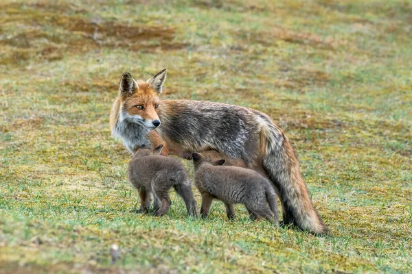 Κόκκινη Αλεπού Vulpes Vulpes Μητέρα Και Νεογέννητα Μικρά Της Κόκκινης — Φωτογραφία Αρχείου