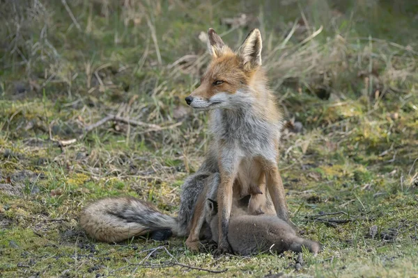 Red Fox Vulpes Vulpes Mother Her Newborn Red Fox Cubs — Stock Photo, Image