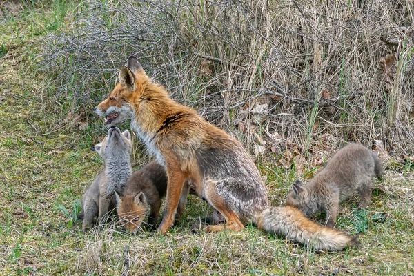 Κόκκινη Αλεπού Vulpes Vulpes Μητέρα Και Νεογέννητα Μικρά Της Κόκκινης — Φωτογραφία Αρχείου