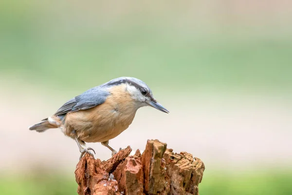 Sitta Europaea Sitta Europaea Sur Une Branche Forêt Brabant Noord — Photo