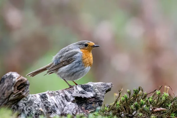 Krásný Evropský Robin Erithacus Rubecula Kmeni Stromu Lese Noord Brabant — Stock fotografie