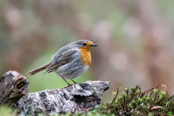 Прекрасний Європейський Робін Erithacus Rubecula Стовбурі Дерева Лісі Норд Брабант — стокове фото