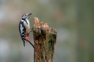 Hollanda 'daki Noord Brabant, Drunen ormanındaki bir ağaç gövdesinin üzerinde, Ortanca Benekli Ağaçkakan (Leiopicus medius). Bokeh Arkaplanı. 