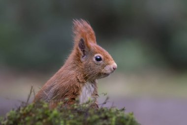 Hollanda 'daki Limburg ormanında güzel bir Avrasya kızıl sincabı (Sciurus vulgaris) portresi. 