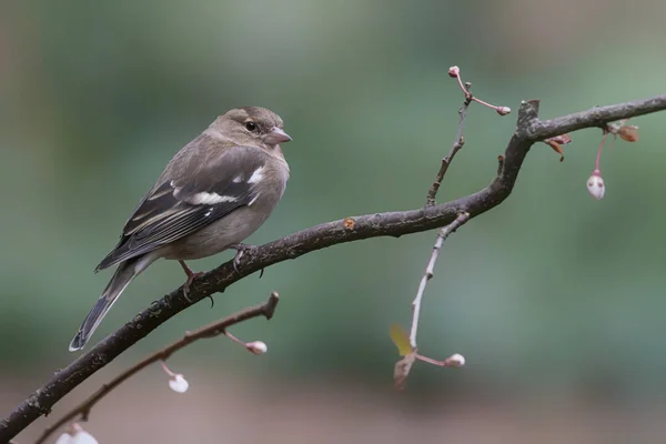 Common Chaffinch Fringilla Coelebs Branch Forest Nord Brabant Netherlands — стоковое фото