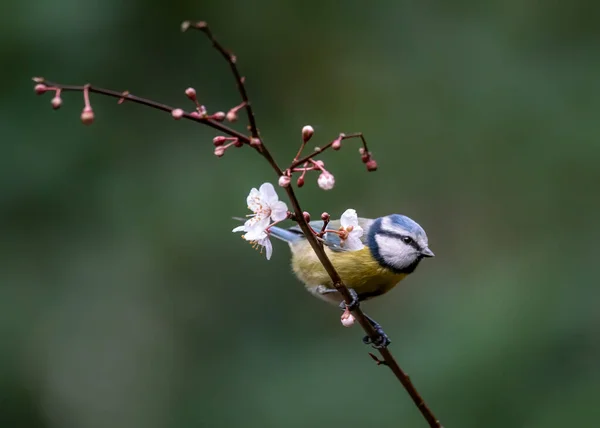 Eurasian Blue Tit Cyanistes Caeruleus Branch Flowers Forest Noord Brabant — ストック写真