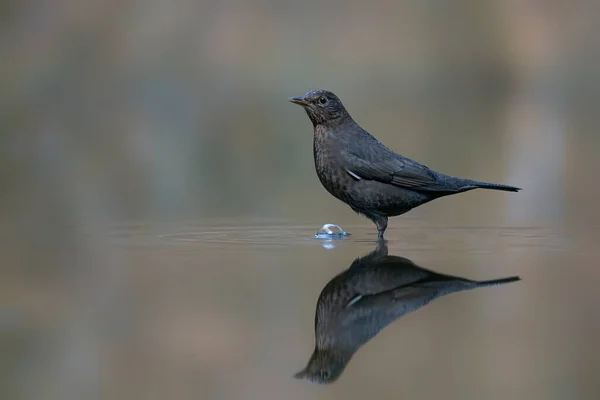 Blackbird Turdus Merula Uma Piscina Água Floresta Drunen Noord Brabant — Fotografia de Stock