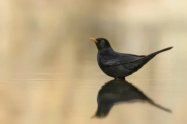 荷兰Noord Brabant的Drunen森林水潭中的黑鸟 Turdus Merula — 图库照片