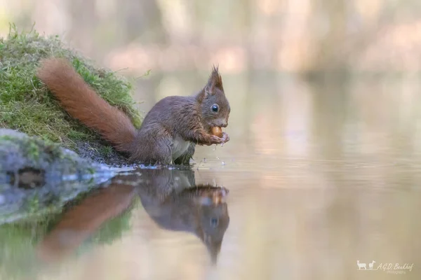 Cute Głodny Red Squirrel Sciurus Vulgaris Jedzenie Orzecha Nabrzeżu Lesie — Zdjęcie stockowe