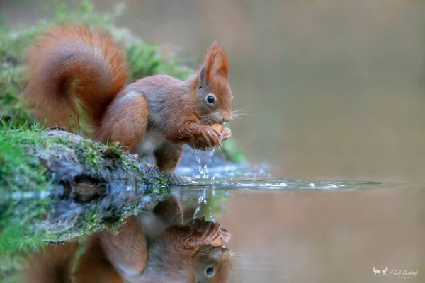 Roztomilý Hladový Red Squirrel Sciurus Vulgaris Jíst Ořech Nábřeží Lese — Stock fotografie