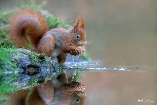 Cute Głodny Red Squirrel Sciurus Vulgaris Jedzenie Orzecha Nabrzeżu Lesie — Zdjęcie stockowe