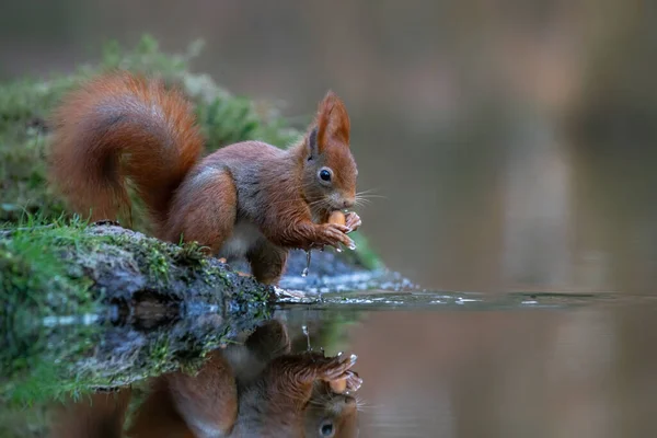 Roztomilý Hladový Red Squirrel Sciurus Vulgaris Jíst Ořech Nábřeží Lese — Stock fotografie