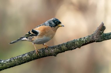 Hollanda 'nın Noord Brabant ormanında Güzel Hawfinch (Coccothraustes coccothraustes).                   