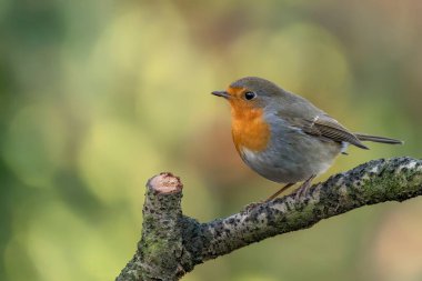 Avrupa Robin (Erithacus rubecula) Hollanda 'nın Noord Brabant ormanında bir dal üzerinde. Yeşil arkaplan
