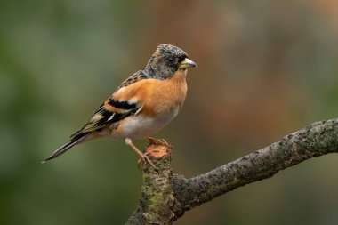 Hollanda 'nın Noord Brabant ormanında Güzel Hawfinch (Coccothraustes coccothraustes).                   