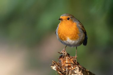 Avrupa Robin (Erithacus rubecula) Hollanda 'nın Noord Brabant ormanında bir dal üzerinde. Yeşil arkaplan