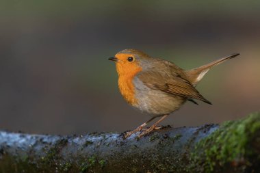 Avrupa Robin (Erithacus rubecula) Hollanda 'nın Noord Brabant ormanında bir dal üzerinde. Yeşil arkaplan