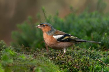 Hollanda 'nın Noord Brabant ormanında Güzel Hawfinch (Coccothraustes coccothraustes).                   