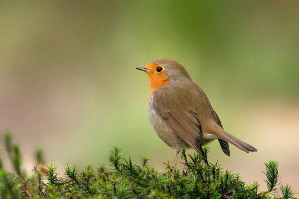 Hollanda Brabant Ormanında Robin Bird Erithacus Rubecula — Stok fotoğraf