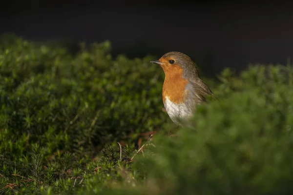 Robin Bird Erithacus Rubecula Lesie Brabant Holandii — Zdjęcie stockowe