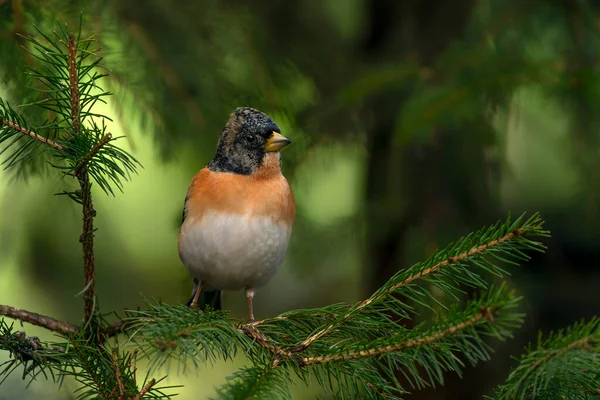 オランダのノールブラバントの森の中にある美しいHawfinch Coccothraustes Coccothraustes — ストック写真